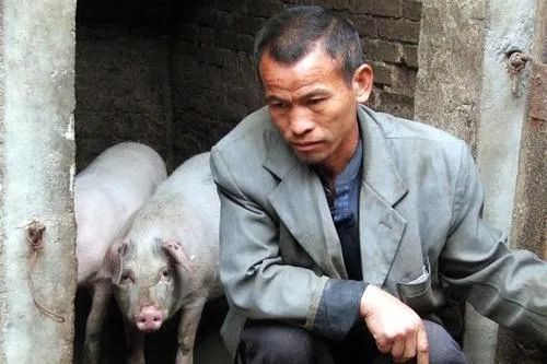 山东今日仔猪价格行情预测_仔猪育肥亏损_猪肉价格下跌