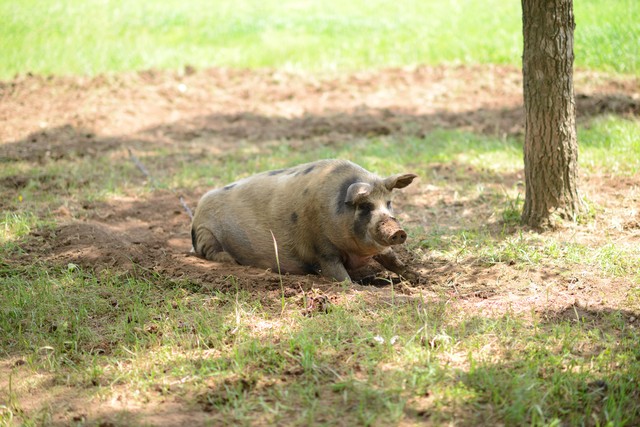 养猪成本控制_猪价低迷原因_农户如何养猪赚钱