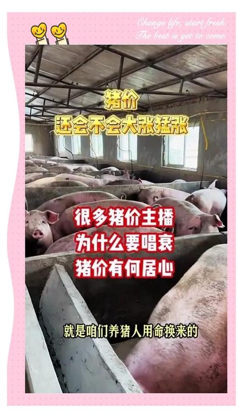 2026年猪价行情分析_农户如何养猪赚钱_猪周期变化趋势