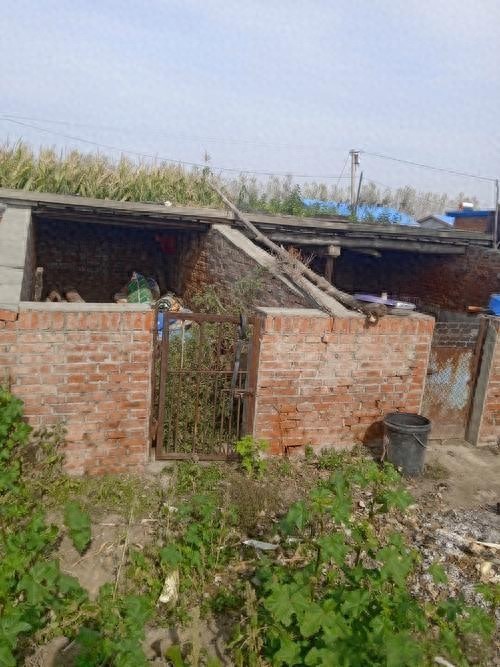 76岁老农养羊年赚上万 农村低成本养殖门道有哪些