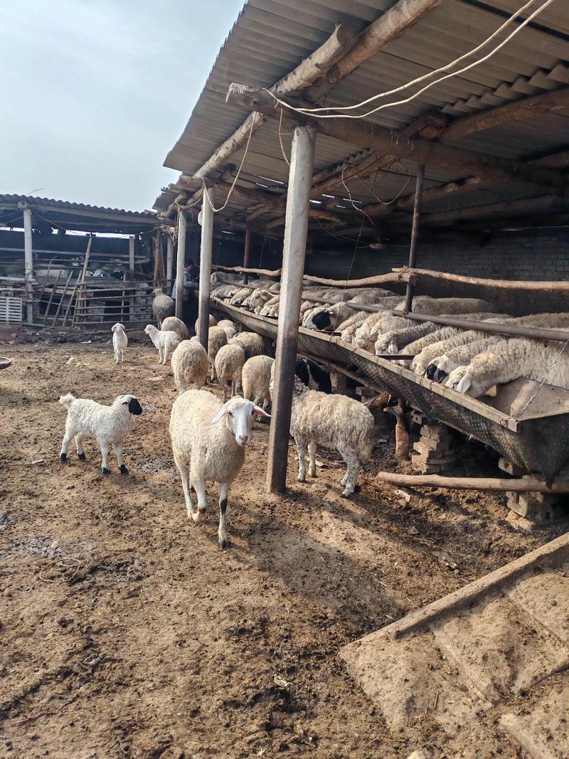 农户如何养猪赚钱_76岁老农养羊年赚一万_农村低成本养羊